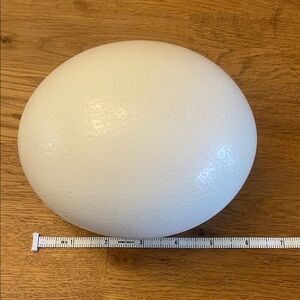 Large White Real Ostrich Egg